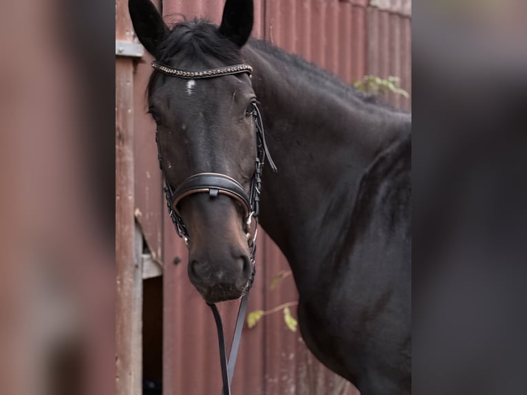 Hungarian Sport Horse Gelding 5 years 16,2 hh Bay-Dark in Großbettlingen