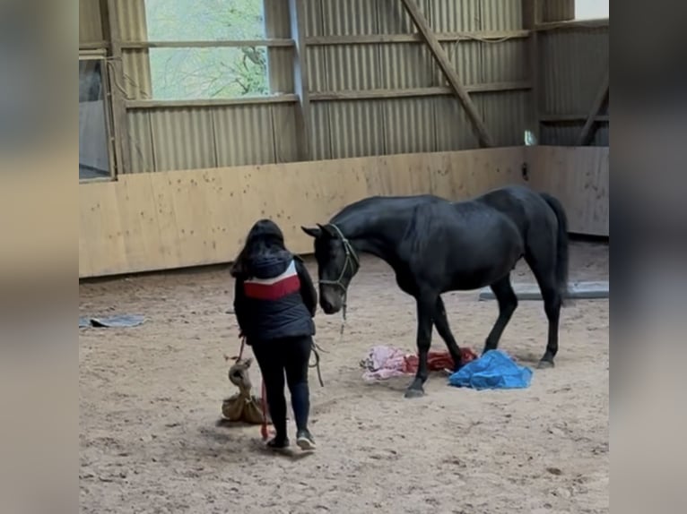 Hungarian Sport Horse Gelding 5 years 16,2 hh Bay-Dark in Großbettlingen