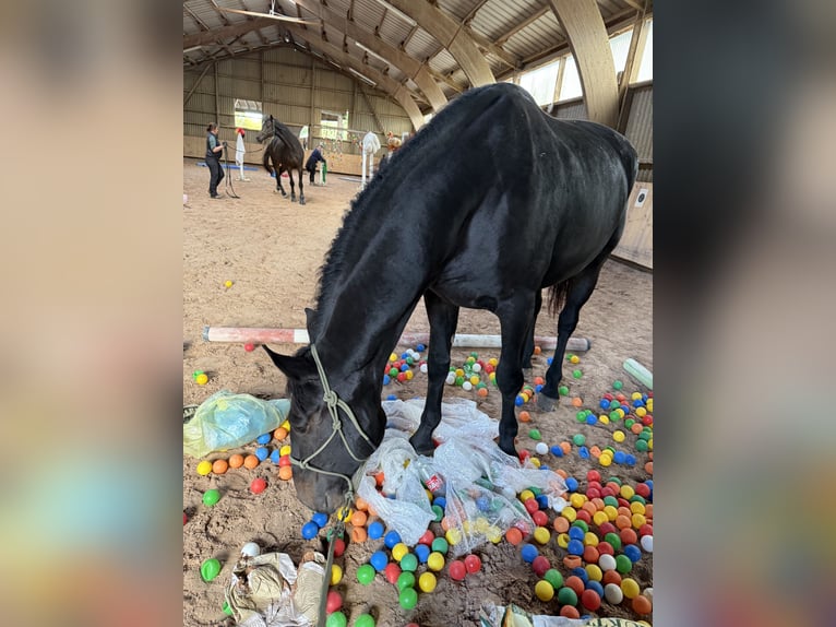 Hungarian Sport Horse Gelding 5 years 16,2 hh Bay-Dark in Großbettlingen