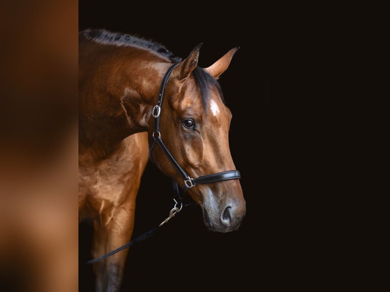 Hungarian Sport Horse Gelding 5 years 16,2 hh Brown in Gyömrő