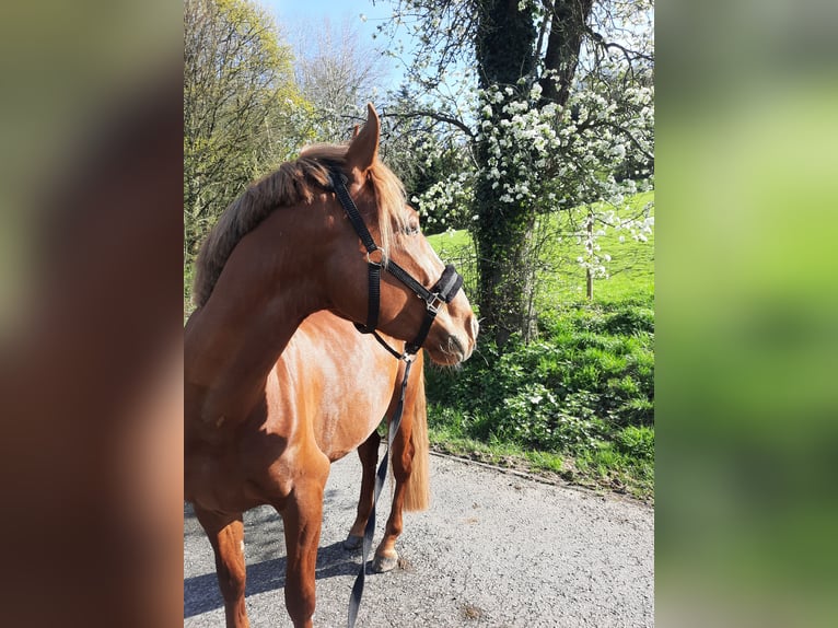 Hungarian Sport Horse Gelding 5 years 16,2 hh Chestnut-Red in Wermelskirchen