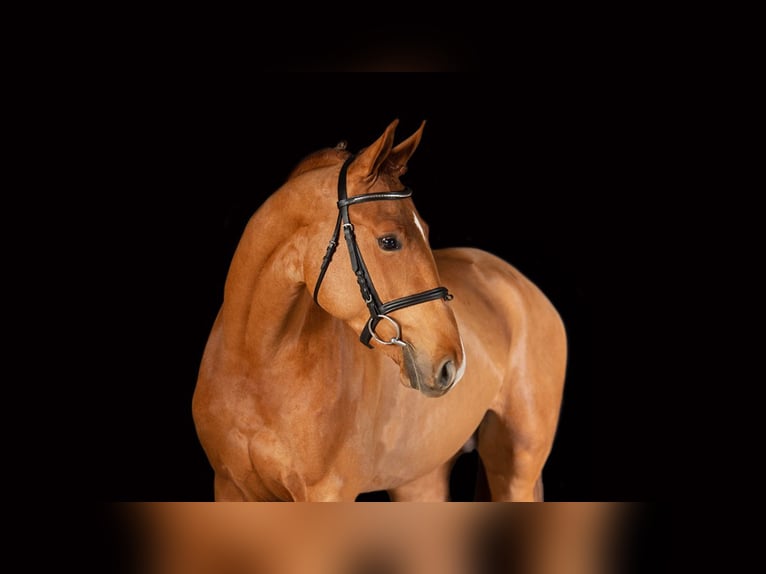 Hungarian Sport Horse Gelding 5 years 16,2 hh Chestnut-Red in Máriakálnok