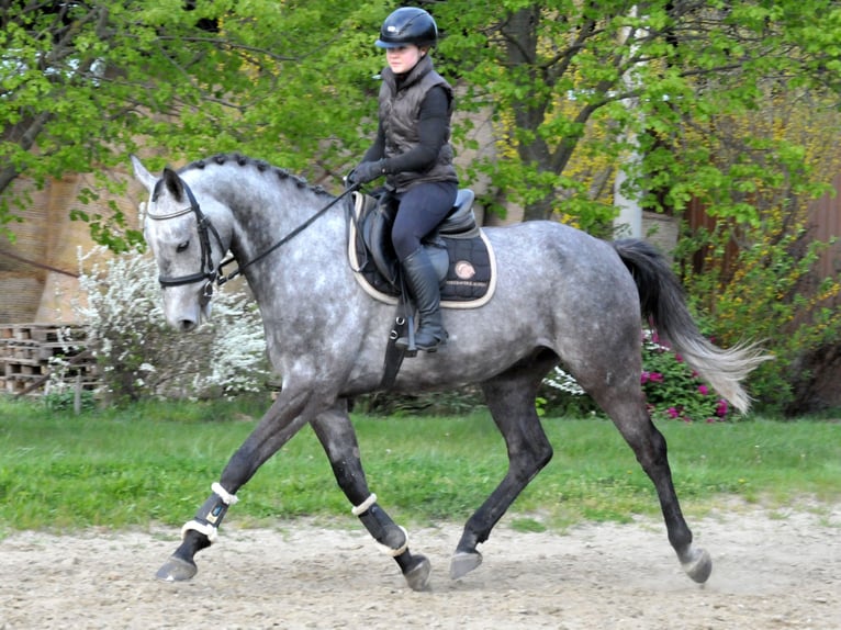 Hungarian Sport Horse Gelding 5 years 16.2 hh Grey in Schattendorf