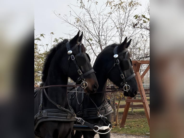 Hungarian Sport Horse Gelding 5 years 16 hh Bay-Dark in Tass