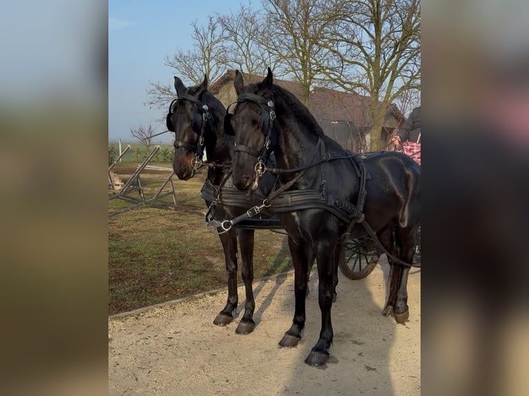 Hungarian Sport Horse Gelding 5 years 16 hh Bay-Dark in Tass