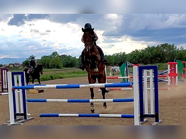 Hungarian Sport Horse Gelding 5 years 16 hh in Târgu Secuiesc