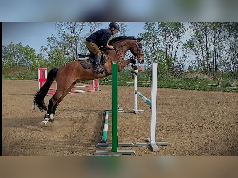 Hungarian Sport Horse Gelding 5 years 16 hh in Târgu Secuiesc