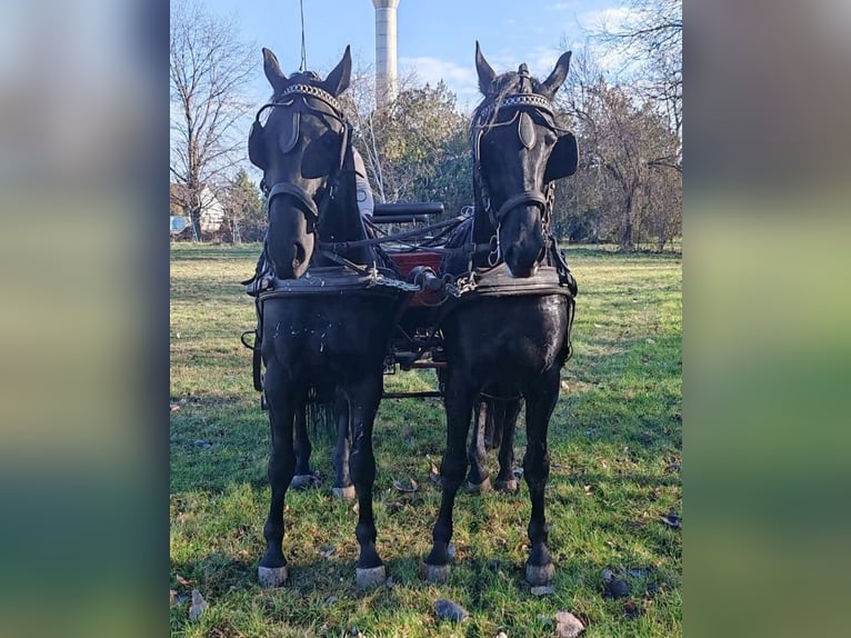 Hungarian Sport Horse Mix Gelding 5 years 16,1 hh Black in Békés
