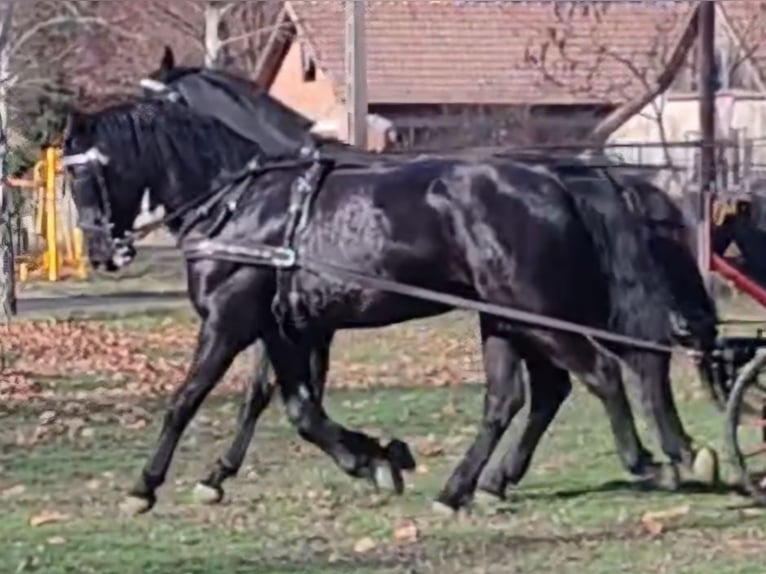 Hungarian Sport Horse Mix Gelding 5 years 16,1 hh Black in Békés