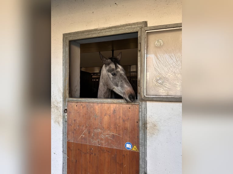 Hungarian Sport Horse Gelding 5 years 16,1 hh Grey in Dachau
