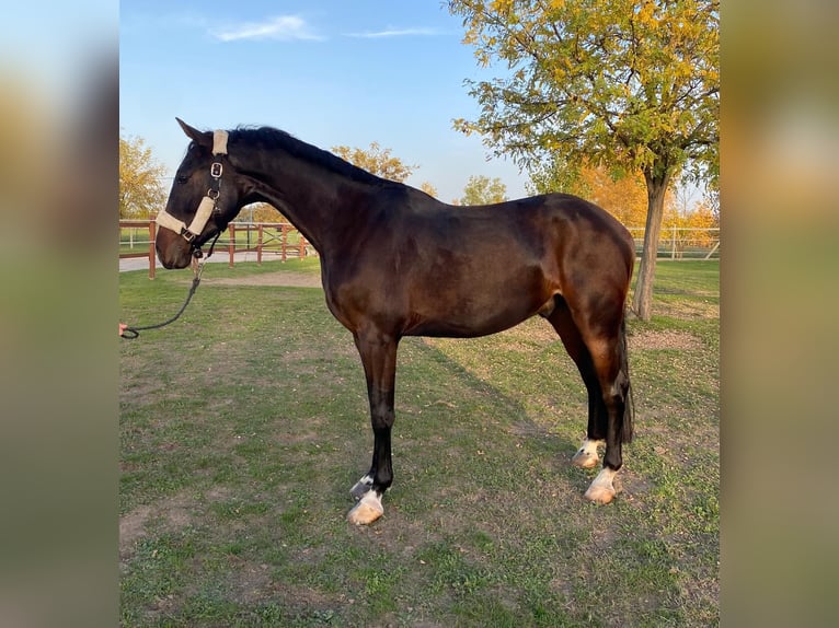 Hungarian Sport Horse Gelding 5 years 16,2 hh Bay-Dark in Tass