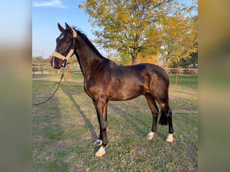 Hungarian Sport Horse Gelding 5 years 16,2 hh Bay-Dark in Tass