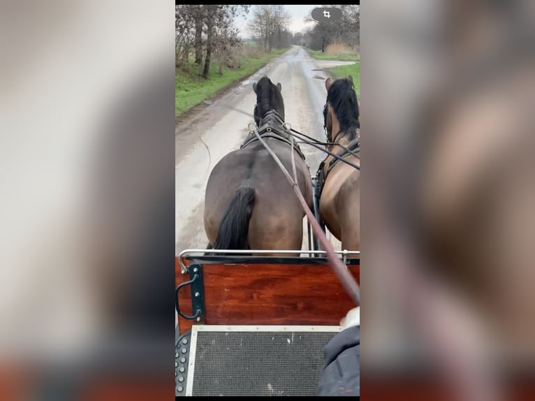 Hungarian Sport Horse Gelding 5 years 16,2 hh Bay-Dark in Tass