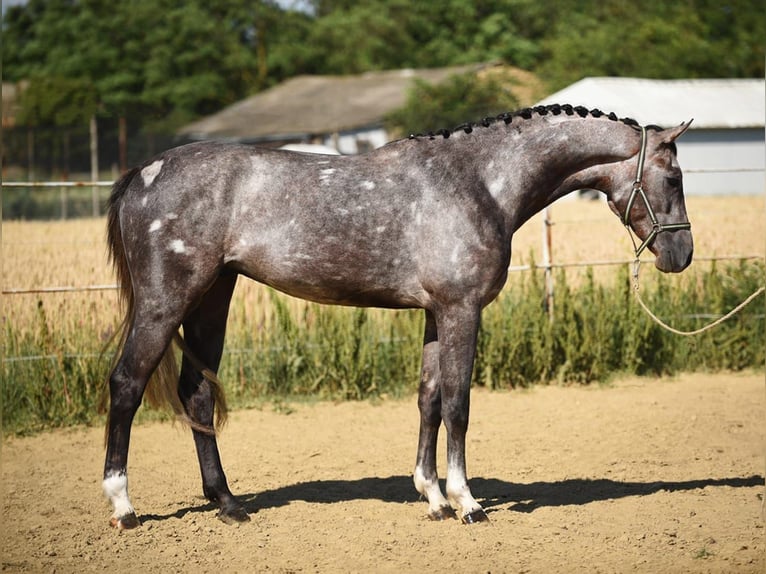 Hungarian Sport Horse Gelding 5 years 16,2 hh Gray in Csabacs&#x171;d