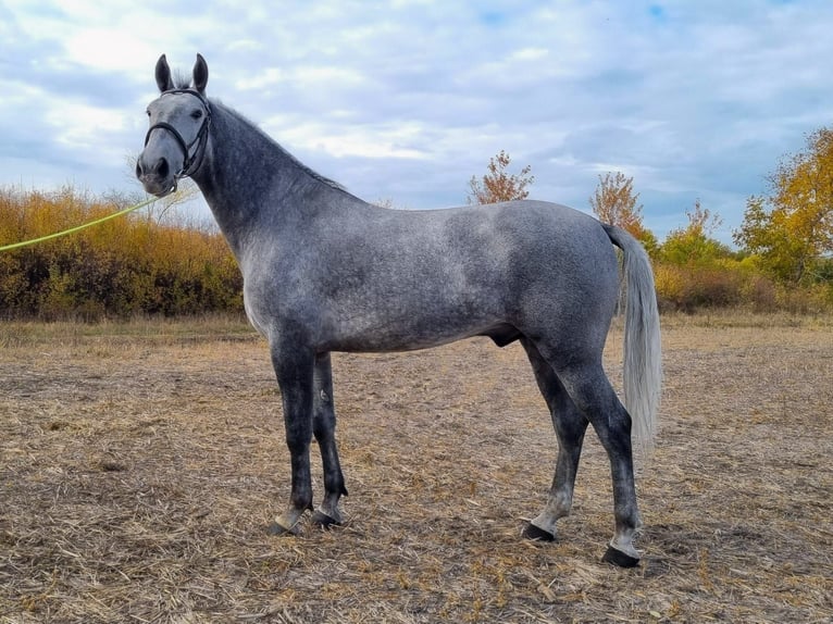 Hungarian Sport Horse Mix Gelding 5 years 16,2 hh Grey in Békés Hungarian Sport Horse Mix Gelding 5 years 16,2 hh Grey in Békés