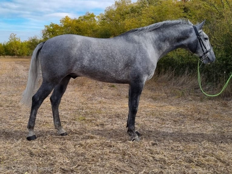 Hungarian Sport Horse Mix Gelding 5 years 16,2 hh Grey in Békés Hungarian Sport Horse Mix Gelding 5 years 16,2 hh Grey in Békés