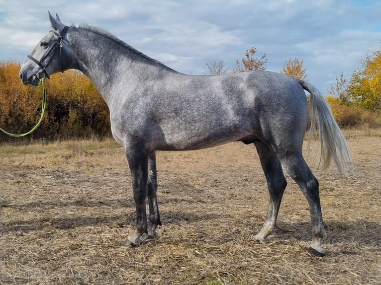 Hungarian Sport Horse Mix Gelding 5 years 16,2 hh Grey in Békés Hungarian Sport Horse Mix Gelding 5 years 16,2 hh Grey in Békés