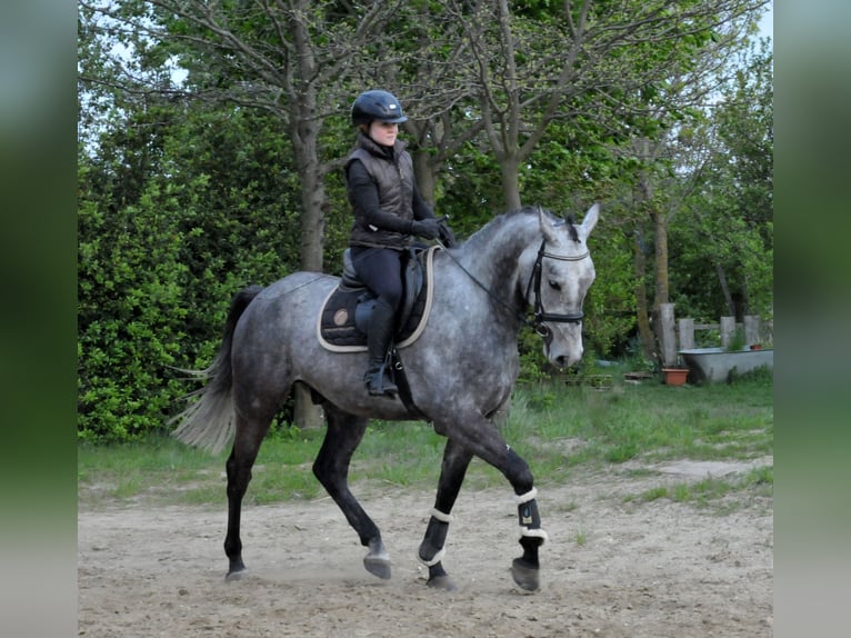 Hungarian Sport Horse Gelding 5 years 16,2 hh  in Schattendorf