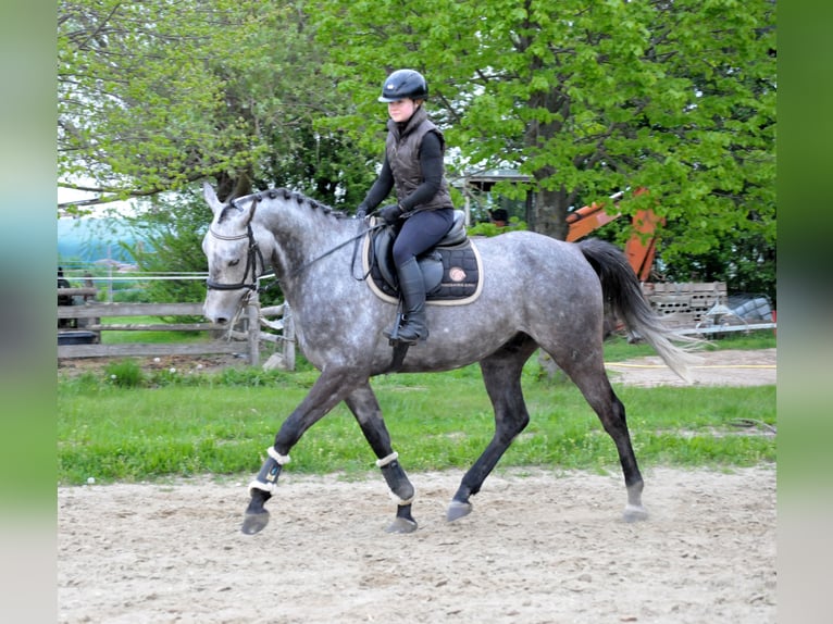 Hungarian Sport Horse Gelding 5 years 16,2 hh  in Schattendorf