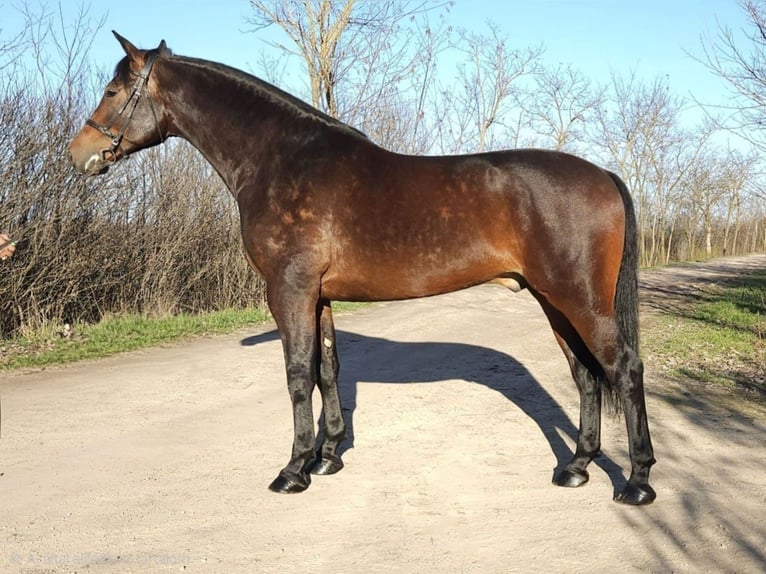 Hungarian Sport Horse Gelding 5 years 17 hh Brown in Békés