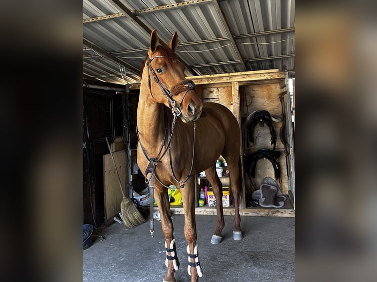 Hungarian Sport Horse Gelding 5 years 17,1 hh Brown Falb mold in 17 ker