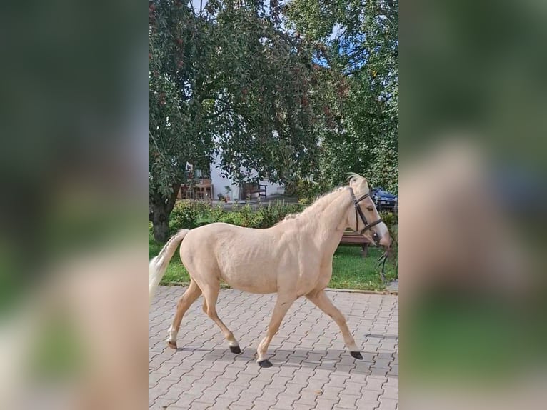 Hungarian Sport Horse Mix Gelding 6 years 11,1 hh Palomino in Gammelsdorf, Katharinazell