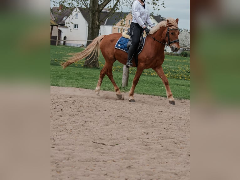 Hungarian Sport Horse Gelding 6 years 14,1 hh Chestnut-Red in Gera