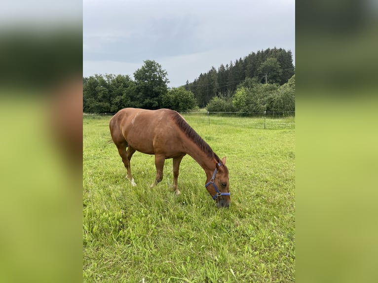 Hungarian Sport Horse Gelding 6 years 14,2 hh Chestnut in Hohenthann