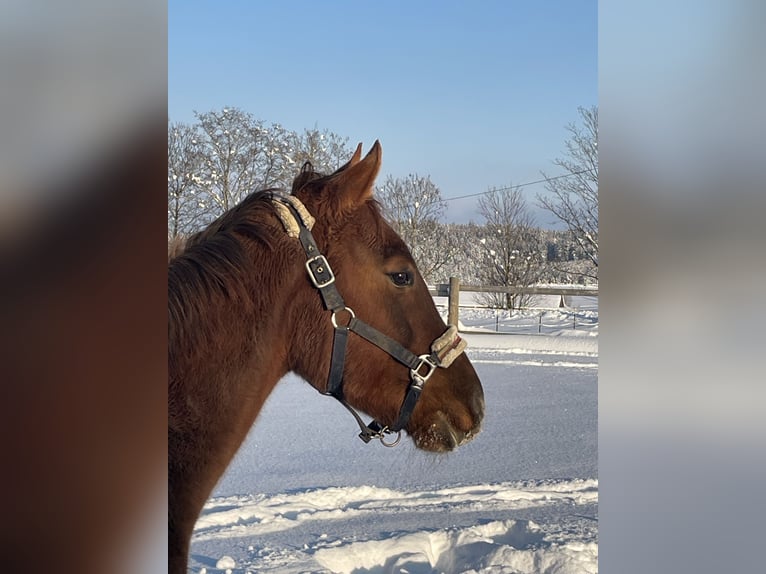 Hungarian Sport Horse Gelding 6 years 14,2 hh Chestnut in Hohenthann