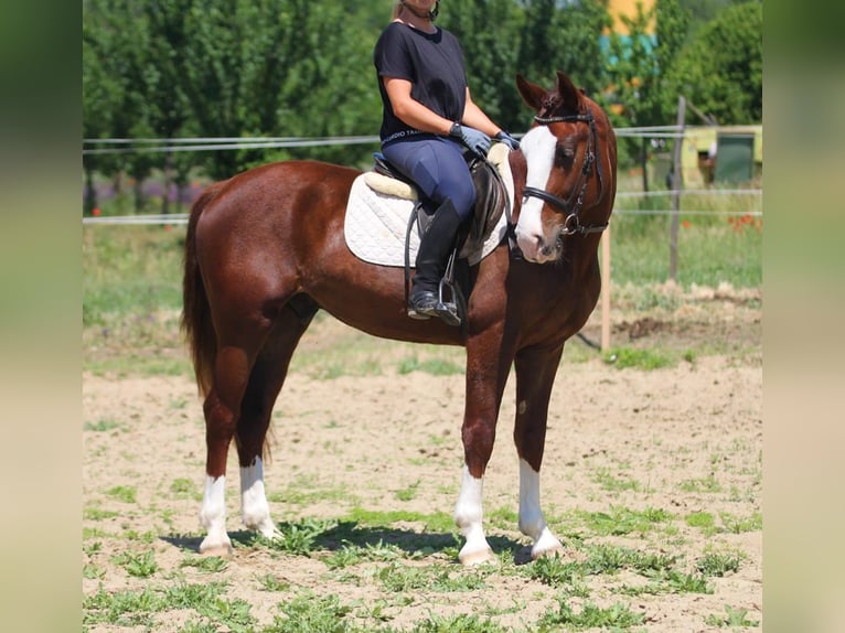 Hungarian Sport Horse Mix Gelding 6 years 14,3 hh in Berlin