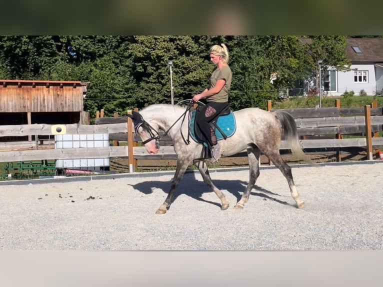 Hungarian Sport Horse Gelding 6 years 14,2 hh Grey-Blue-Tan in Obergr&#xFC;nbach