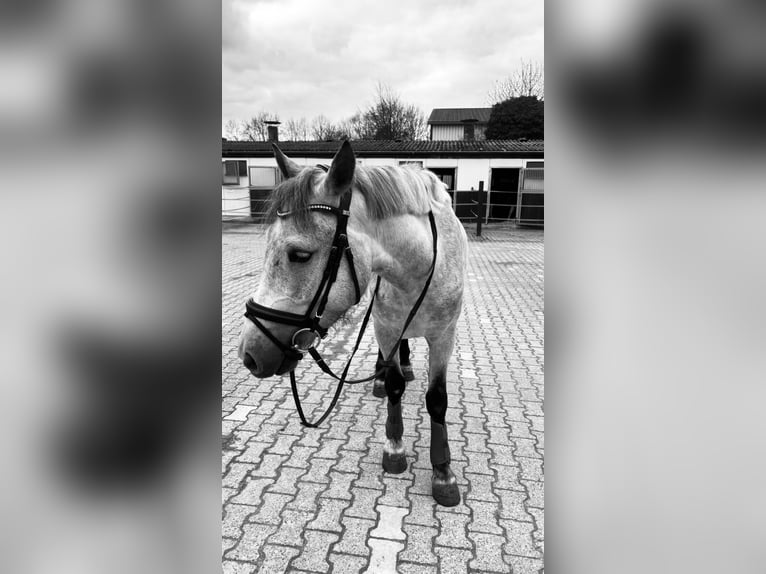 Hungarian Sport Horse Mix Gelding 6 years 14,2 hh Grey in Frankfurt am Main