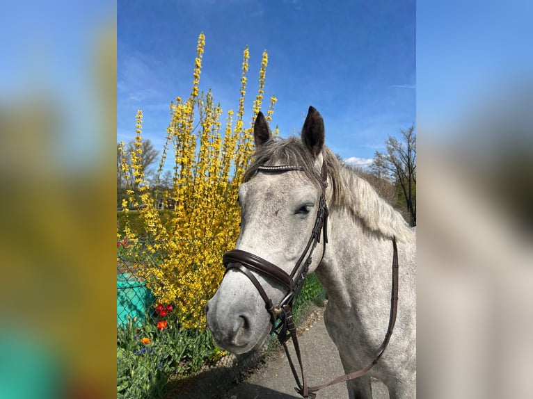 Hungarian Sport Horse Mix Gelding 6 years 14,2 hh Grey in Frankfurt am Main