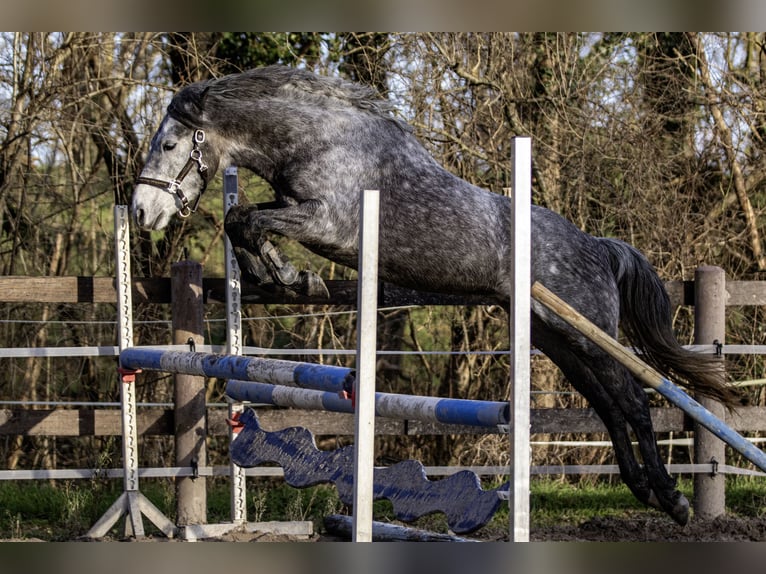 Hungarian Sport Horse Gelding 6 years 14,2 hh Grey in Pfaffen-Schwabenheim