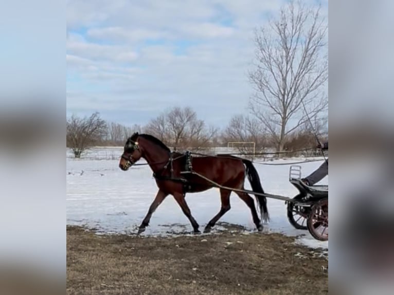 Hungarian Sport Horse Gelding 6 years 14,3 hh Bay in Tass