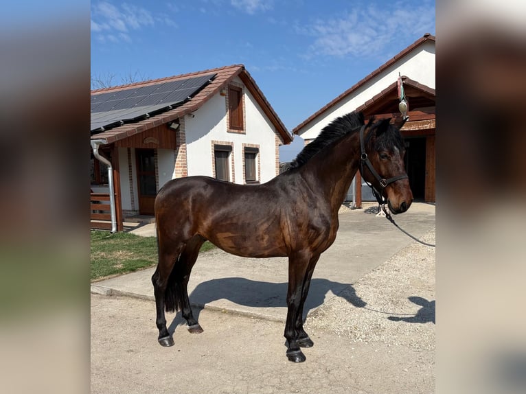 Hungarian Sport Horse Gelding 6 years 14,3 hh Bay in Tass