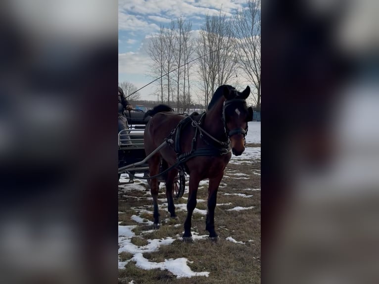 Hungarian Sport Horse Gelding 6 years 14,3 hh Bay in Tass