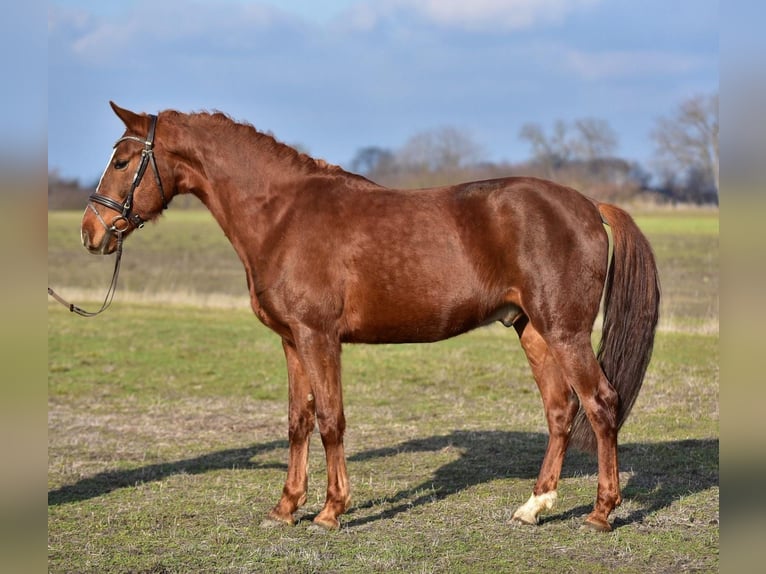 Hungarian Sport Horse Gelding 6 years 15.2 hh Chestnut-Red in Békésszentandrás