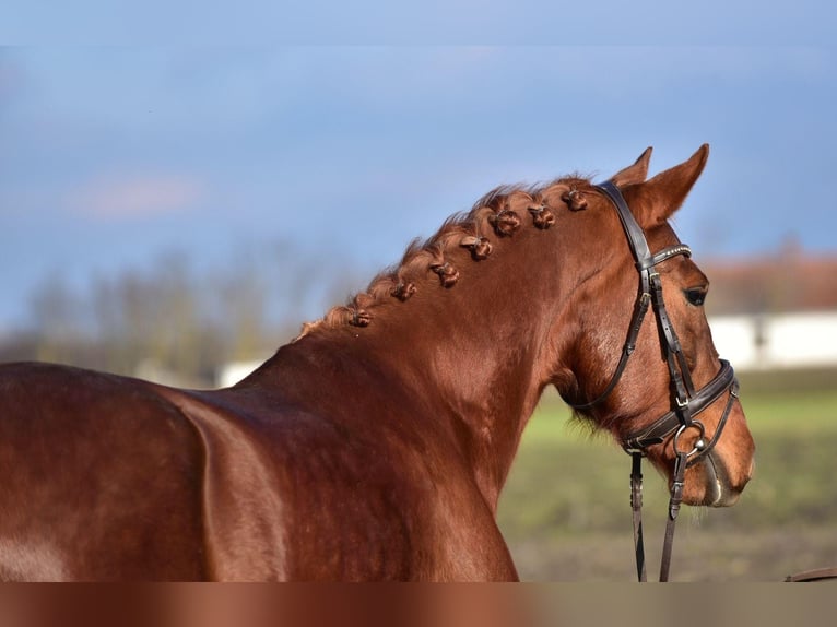 Hungarian Sport Horse Gelding 6 years 15.2 hh Chestnut-Red in Békésszentandrás