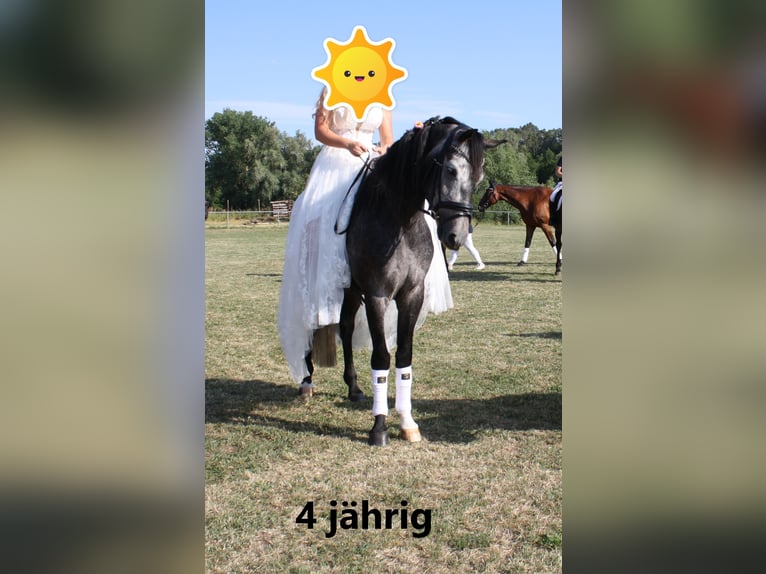 Hungarian Sport Horse Gelding 6 years 15,2 hh Gray in Trautskirchen