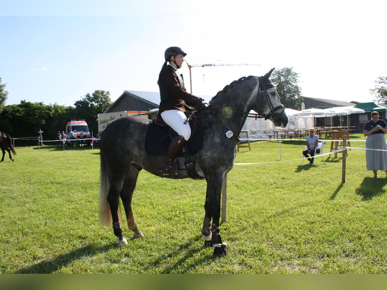 Hungarian Sport Horse Gelding 6 years 15,2 hh Gray in Trautskirchen