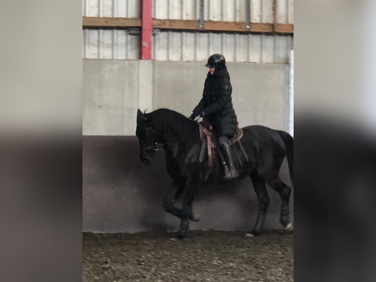 Hungarian Sport Horse Gelding 6 years 16,1 hh Black in Wetzlar