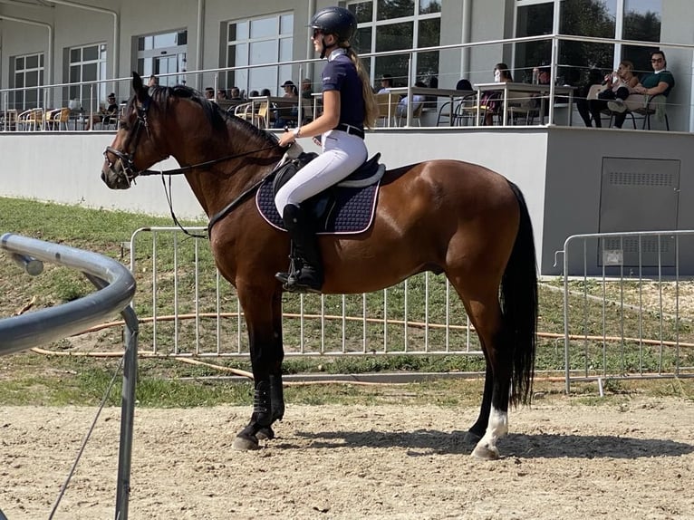 Hungarian Sport Horse Gelding 6 years 16,2 hh Bay-Dark in Tápióság