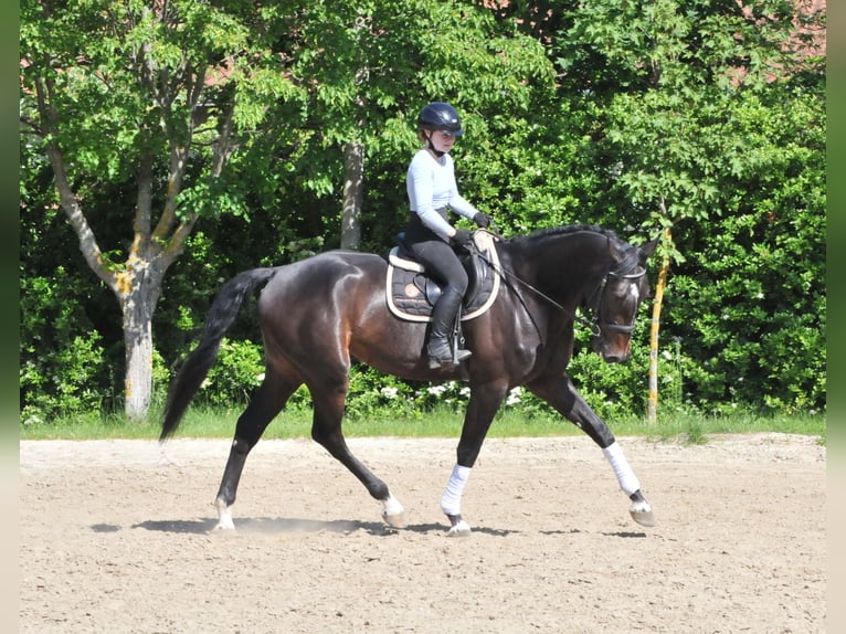 Hungarian Sport Horse Gelding 6 years 16,3 hh Bay-Dark in Schattendorf