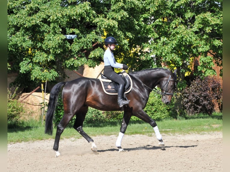 Hungarian Sport Horse Gelding 6 years 16,3 hh Bay-Dark in Schattendorf