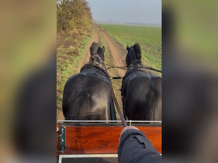 Hungarian Sport Horse Gelding 6 years 16 hh Bay-Dark in Tass