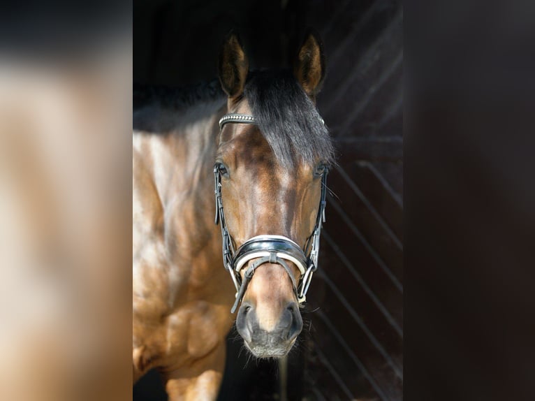 Hungarian Sport Horse Gelding 6 years 16 hh Brown in Korosnagyharsany