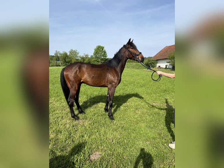 Hungarian Sport Horse Gelding 6 years 16 hh Brown in Gottfrieding