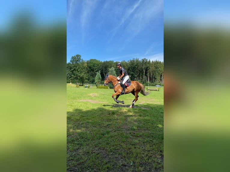 Hungarian Sport Horse Gelding 6 years 16 hh Chestnut-Red in Legau