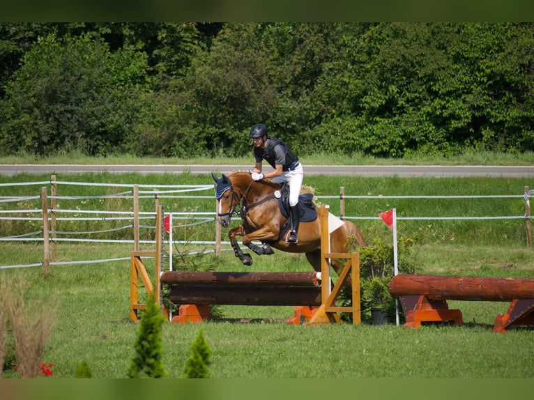 Hungarian Sport Horse Gelding 6 years 16 hh Chestnut-Red in Legau